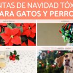 11 Plantas Navideñas Tóxicas para Mascotas: Conócelas Aquí