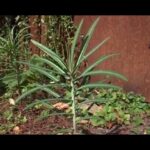 11 Plantas para Ahuyentar Topos de tu Jardín