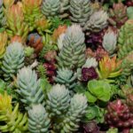 11 Plantas para Podar Siempre en Diciembre