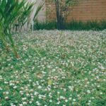 11 Plantas Para Sustituir el Césped en tu Jardín