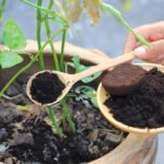 11 Plantas Que No Deben Recibir Café Como Fertilizante