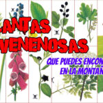 11 Plantas Similares al Hiedra Venenosa Que Debes Conocer