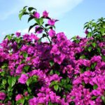 11 Plantas Trepadoras con Flores Moradas Imprescindibles