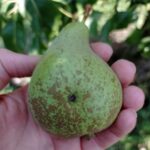 11 Problemas en el Crecimiento del Peral y Sus Soluciones