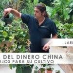 11 Problemas Frecuentes de las Plantas Chinas de Dinero