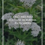 11 razones para cultivar milenrama en tu jardín