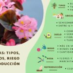 11 Razones por las que tus begonias no florecen y su solución