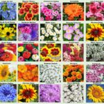 11 semillas populares de flores que no debes plantar en invierno