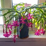 11 Señales de que Tu Cactus de Navidad Necesita Maceta Nueva