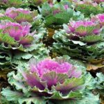 11 Tipos de Coles Ornamentales para Tu Jardín de Otoño