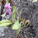 11 Tipos de Plantas Epífitas que Crecen en Árboles