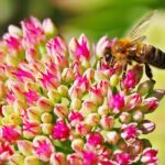 11 Variedades de Abejas y Cómo Atraerlas a tu Jardín