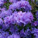 11 Variedades de Azalea Púrpura para un Jardín Encantador