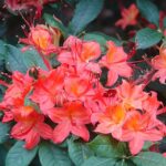 11 Variedades de Azaleas Rojas para un Jardín Vibrante