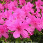 11 Variedades de Azaleas Rosadas que Avivan tu Jardín