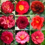 11 Variedades de Camelia Roja para un Jardín Vibrante