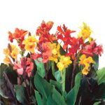 11 Variedades de Canna Lily Naranja que Iluminan tu Jardín