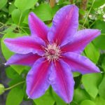 11 variedades de clemátide perenne primaveral para tu jardín