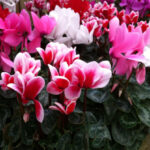 11 Variedades de Cyclamen que Florecen en Otoño
