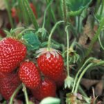 11 Variedades de Fresas de Colores para Cultivar Este Año