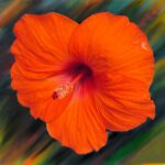 11 Variedades de Hibisco Naranja Para Iluminar Tu Jardín