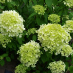 11 Variedades de Hortensias Verdes para tu Jardín