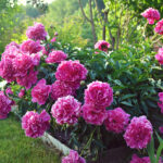 11 Variedades de Peonías Púrpuras Para Tu Jardín Florido