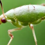 11 Variedades de pulgones comunes en el jardín