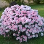 11 variedades de rododendros enanos para jardines pequeños