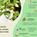 12 Consejos para Cultivar Pothos Exuberantes en Interior
