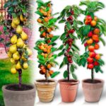 12 Elegantes Árboles Columnar para Espacios Reducidos