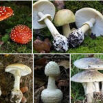 12 Hongos Comunes que Podrías Encontrar en tu Jardín