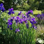 12 Variedades de Lirios Morados Perfectas para tus Jardines