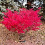 13 Alternativas al Arbusto Ardiente para un Otoño Colorido