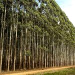 13 Árboles Ignífugos Ideales para un Paisaje Seguro
