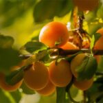 13 Arbustos Frutales Ideales para Plantar en Noviembre