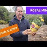 13 Claves para Elegir Rosales en un Vivero