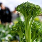 13 Consejos para Aumentar tu Cosecha de Brassicas este Año