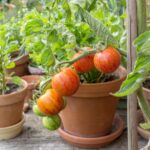 13 Consejos Para Cultivar Tomates en Macetas o Recipientes