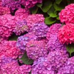 13 errores a evitar al cultivar hortensias este año