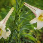 13 Hermosas Flores Silvestres que Brotan de Bulbos