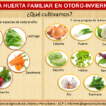 13 Hortalizas que Puedes Sembrar en Invierno