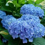 13 Hortensias Resistentes que Prosperan con Poco Cuidado