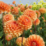 13 Inconvenientes Frecuentes con las Flores de Dalia