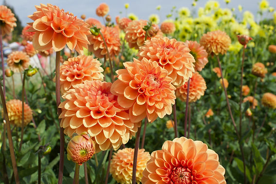 13 Inconvenientes Frecuentes con las Flores de Dalia