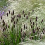 13 Pastos Ornamentales que Deslumbran en Otoño