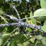 13 Plagas del Manzano a Vigilar para Proteger tus Manzanas