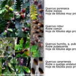 13 Plantas Nativas Cuyas Semillas No Necesitan Estratificación Fría