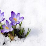 13 Plantas Nativas de EEUU Resistentes a Fríos Extremos
