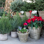 13 Plantas Navideñas Imperdibles para Jardines Festivos